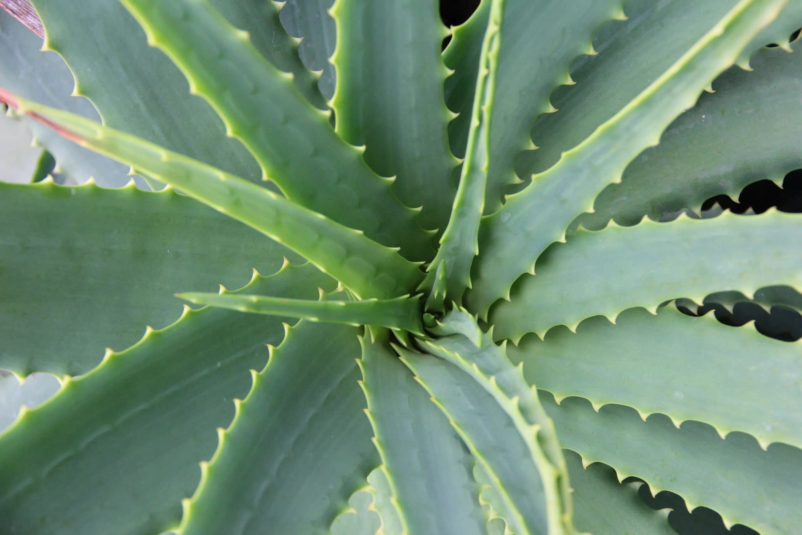 Aloe Vera (Aloe barbadensis miller)